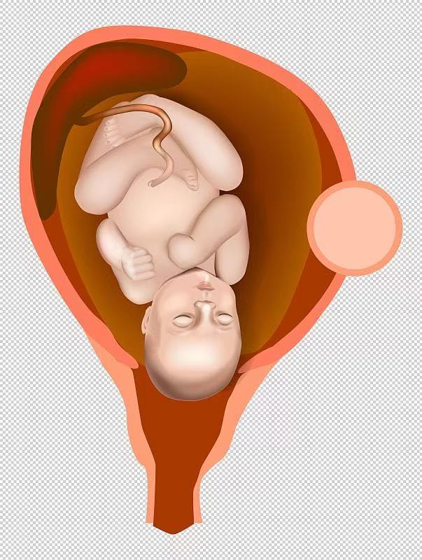 胚胎里的寶寶都在干嘛？