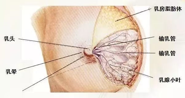 為什么會出現(xiàn)乳汁瘀積？